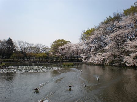 菊名池公園