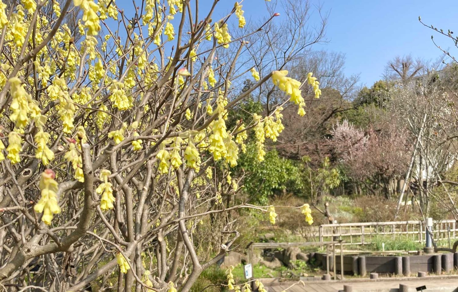 馬場花木園