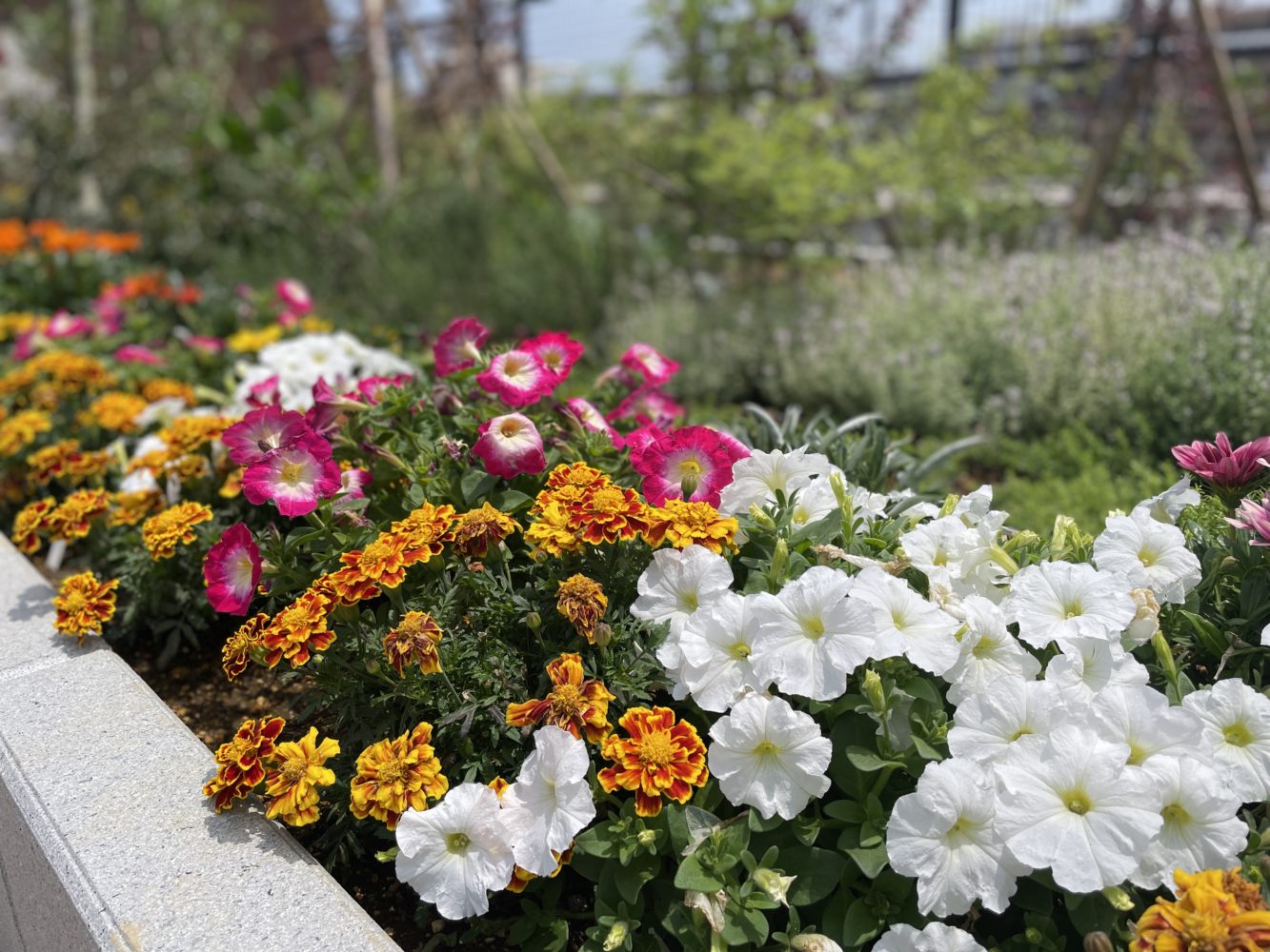 港北区役所屋上庭園04