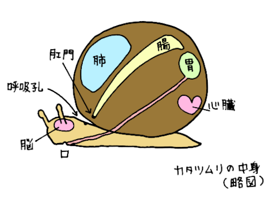 かたつむりイラスト1