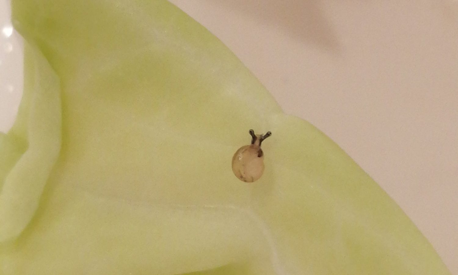 かたつむりの赤ちゃん