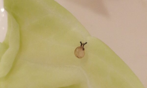 かたつむりの赤ちゃん