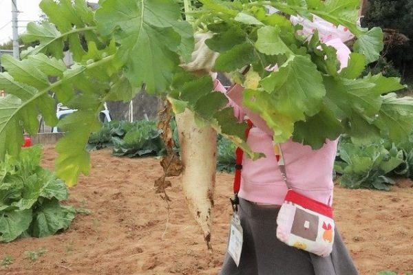 冬野菜教室2