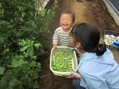 いんげんの収穫の様子