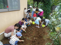 ジャガイモの収穫の様子