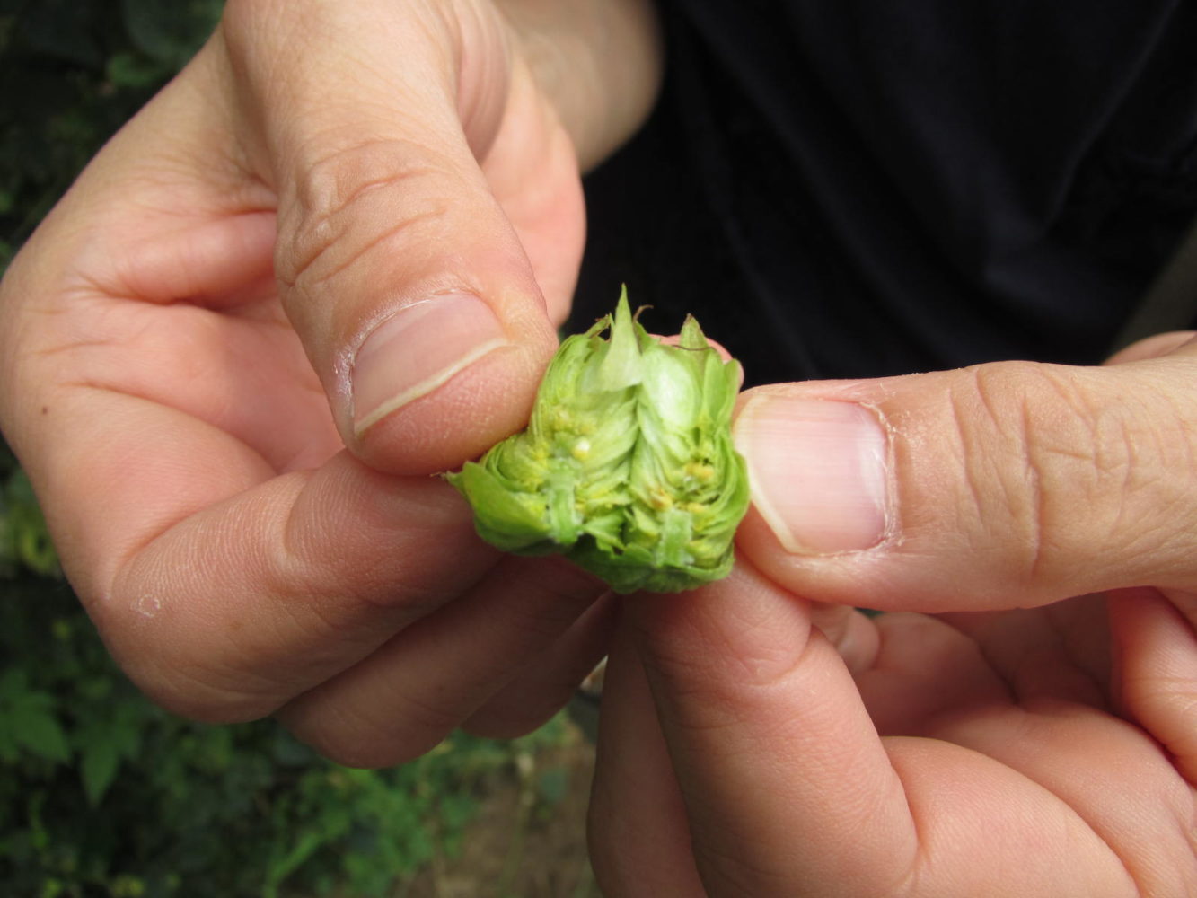 ホップの毬花を開いた様子