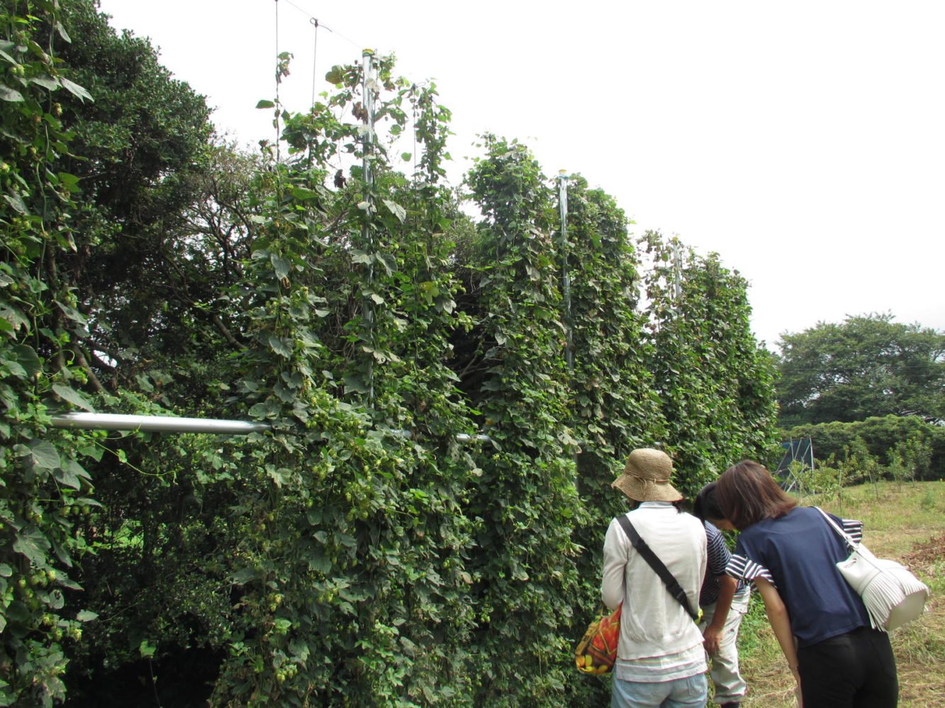 緑のカーテンのようなホップ畑