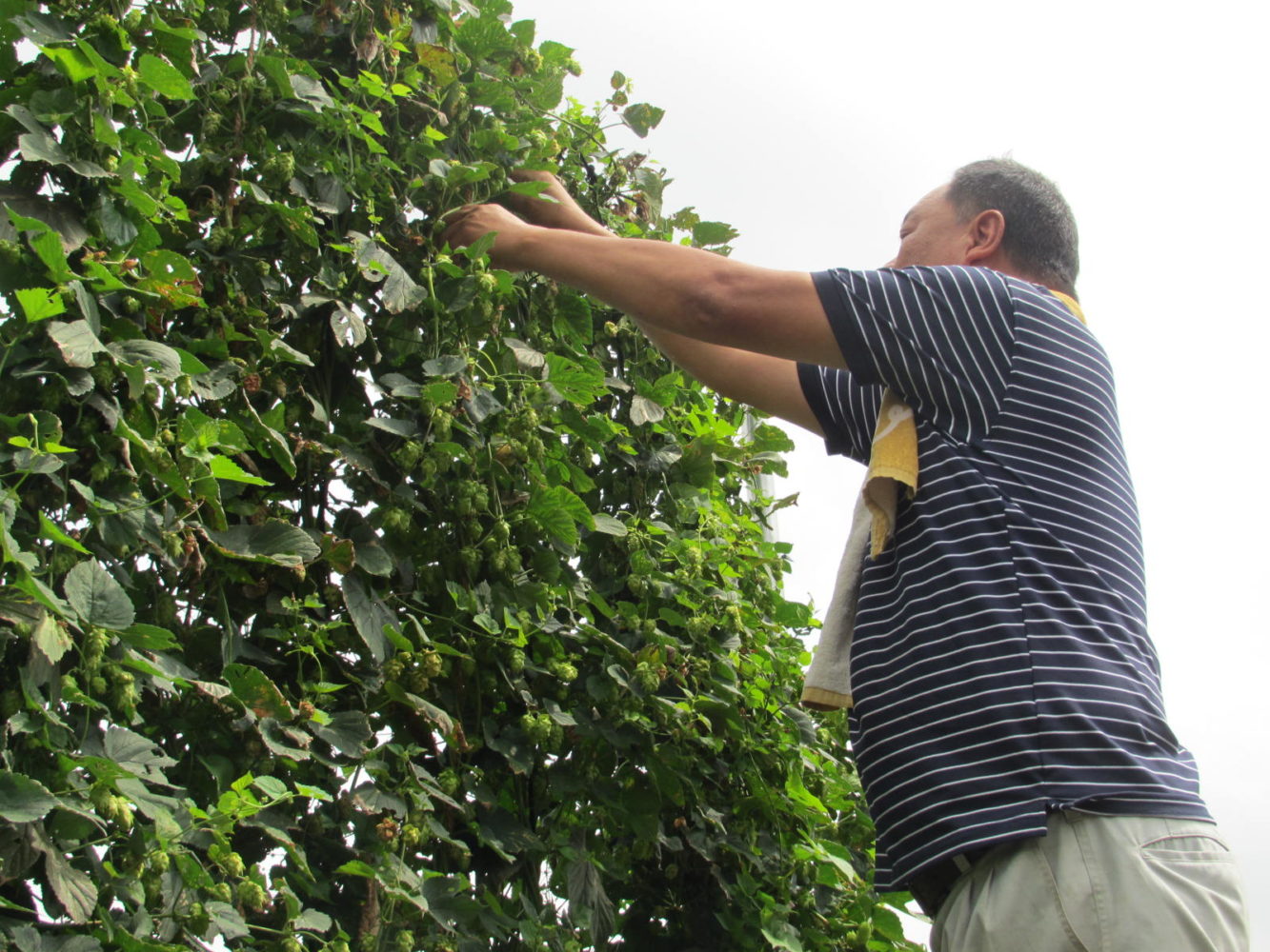 ホップを摘み取る芹田さん