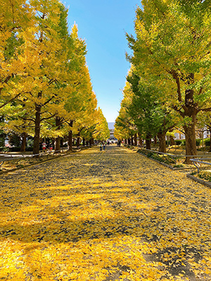 慶応義塾大学日吉キャンパス銀杏並木