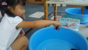 タッチ水槽のザリガニとカニを触る子ども1