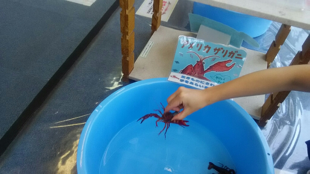 タッチ水槽のザリガニとカニを触る子ども2