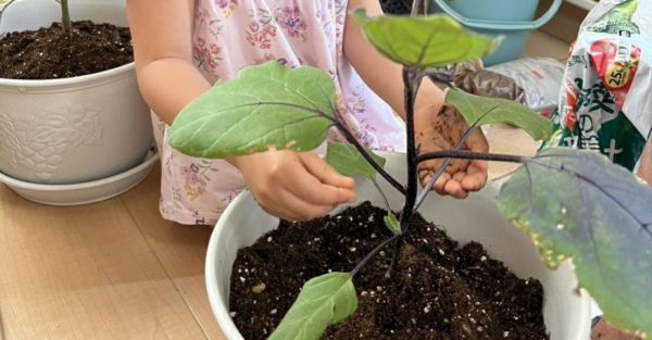 子どもと家庭菜園