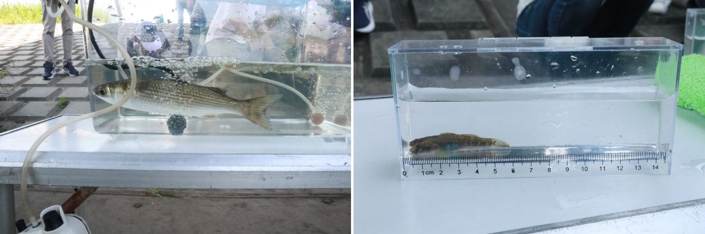 鶴見川多目的遊水地